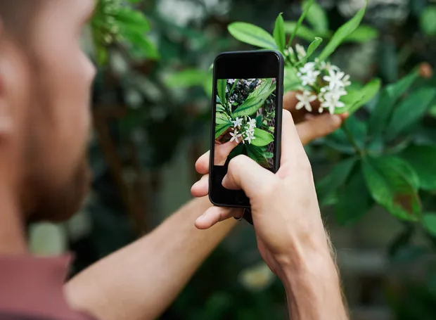 植物、植物の名前を調べる