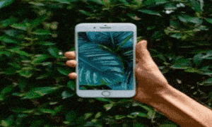 plantas, descobrir nome da planta