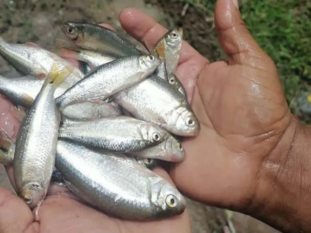 chuva de peixes, fenômeno