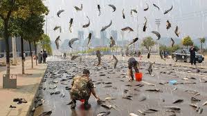 chuva de peixes, fenômeno