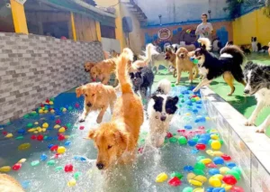 hotel, pet