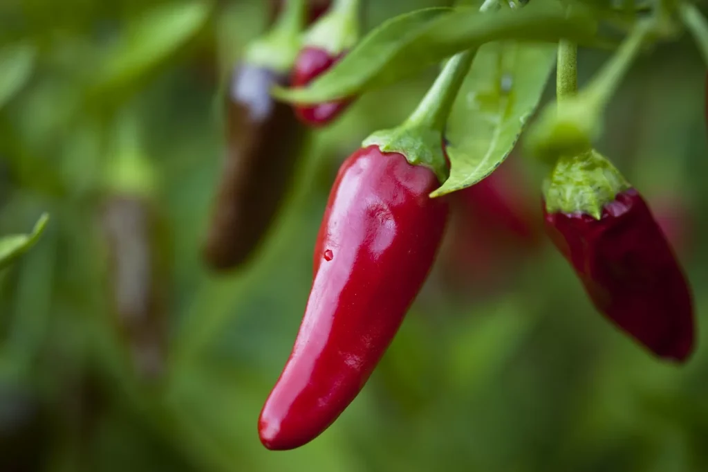 pimenta, saúde, benefícios