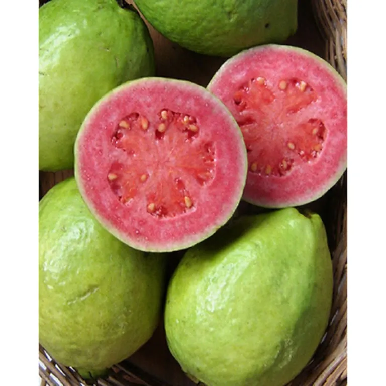 frutas, dañinas, peligrosas