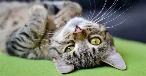 gatinhos,miados,tradutor