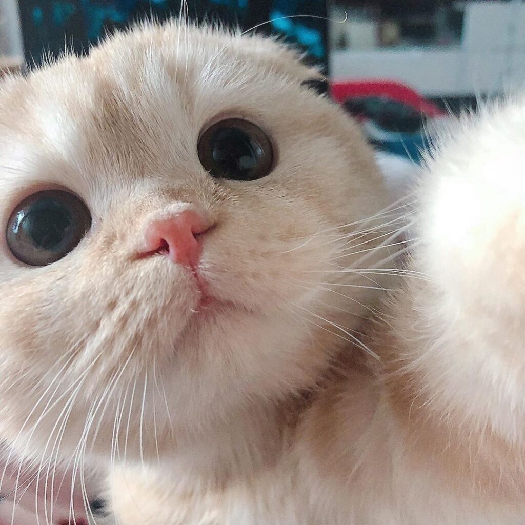 gatinhos,miados,tradutor
