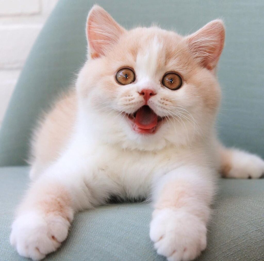 gatinhos,miados,tradutor