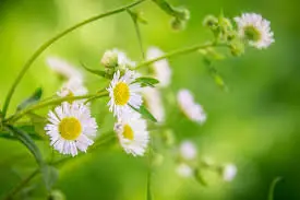 plantas, linguagem da natureza